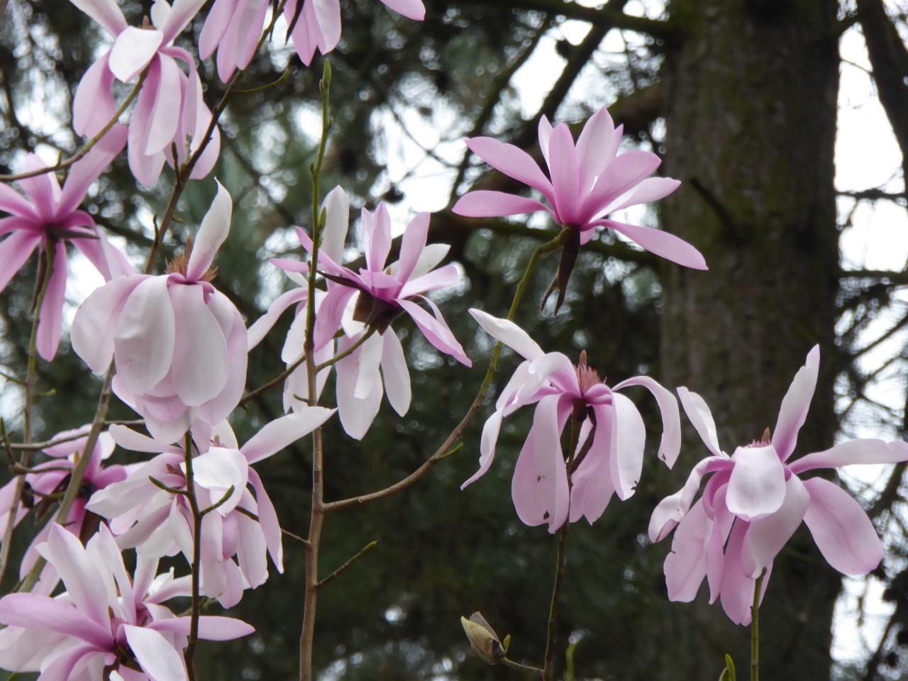 magnolia dawsoniana